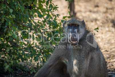 Close-up of chacma baboon with open mouth