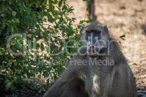 Close-up of chacma baboon with open mouth