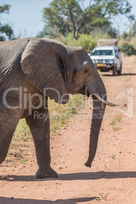 Close-up of elephant crossing track before jeep