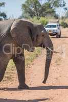 Close-up of elephant crossing track before jeep