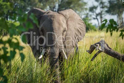 Close-up of elephant behind bush facing camera