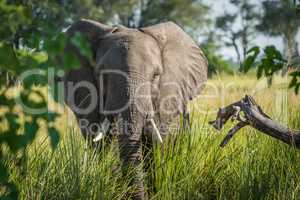 Close-up of elephant behind bush facing camera