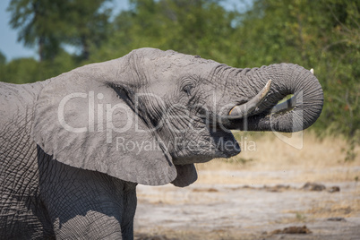 Close-up of elephant drinking with trunk raised