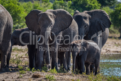 Close-up of elephant family walking towards camera