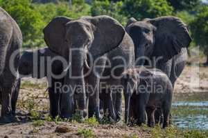 Close-up of elephant family walking towards camera