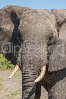 Close-up of elephant facing camera in sunshine