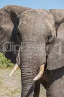 Close-up of elephant facing camera in sunshine