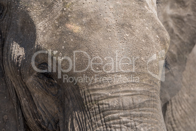 Close-up of elephant head covered in dust