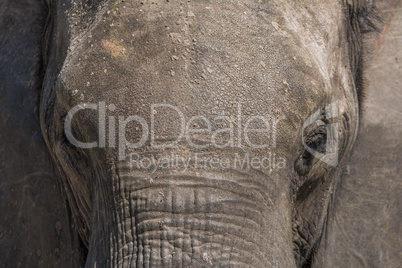 Close-up of elephant head covered in earth