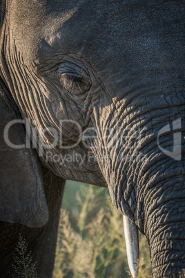 Close-up of elephant head in golden light