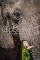 Close-up of elephant head in bright sunshine