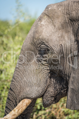 Close-up of elephant head with green bushes