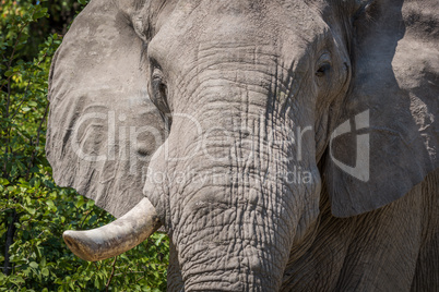 Close-up of elephant head with tusk missing