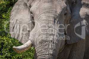 Close-up of elephant head with tusk missing