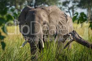 Close-up of elephant in grass facing camera