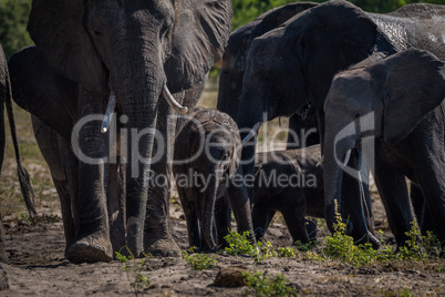 Close-up of elephant herd walking towards camera