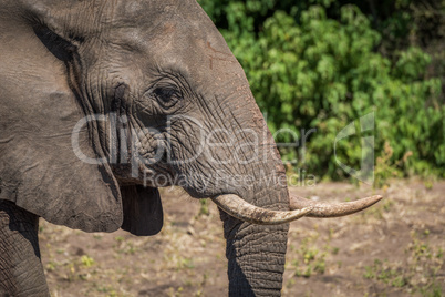 Close-up of elephant in profile in sunshine
