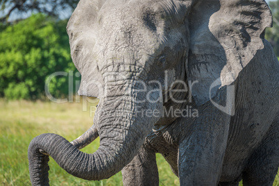 Close-up of elephant resting trunk on tusk