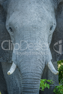 Close-up of elephant staring straight at camera