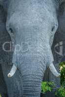 Close-up of elephant staring straight at camera