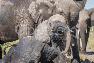 Close-up of elephant trying to get up