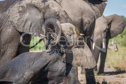 Close-up of elephant trying to stand up