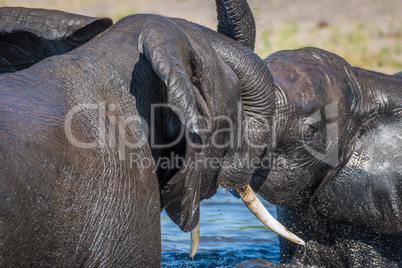 Close-up of elephants play fighting in river