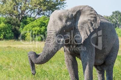 Close-up of elephant with trunk on tusk