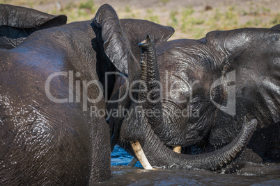 Close-up of elephants play fighting in sunshine