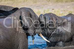 Close-up of elephants play fighting in water