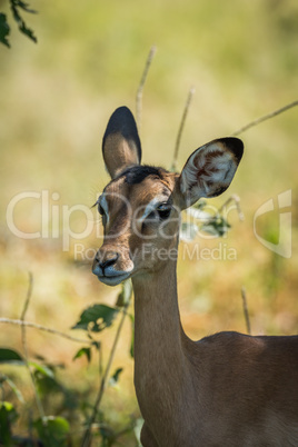 Close-up of female impala in dappled sunlight
