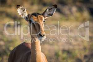 Close-up of female impala head and neck