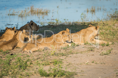 Close-up of five lions lying on riverbank