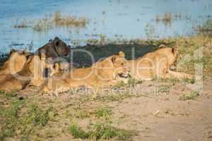 Close-up of five lions lying on riverbank