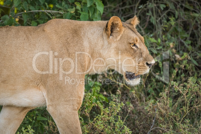 Close-up of head and shoulders of lioness