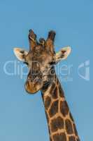 Close-up of giraffe head against blue sky