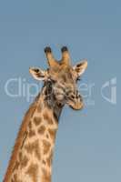 Close-up of head of South African giraffe