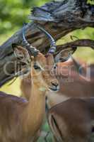 Close-up of impala under branch facing camera