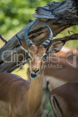Close-up of impala chewing under dead branch
