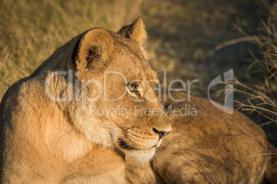 Close-up of lion at sunset staring intently