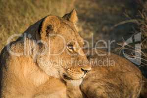 Close-up of lion at sunset staring intently