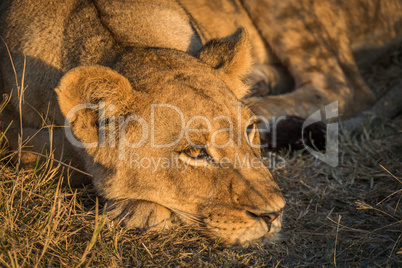 Close-up of lion head in golden light