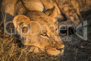 Close-up of lion head in golden light