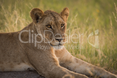 Close-up of lion in grass at dusk
