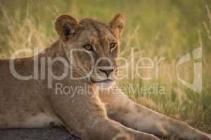 Close-up of lion in grass at dusk