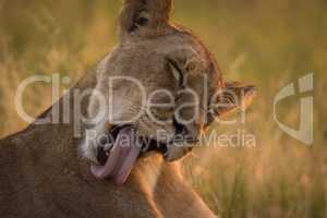 Close-up of lion in grass licking shoulder