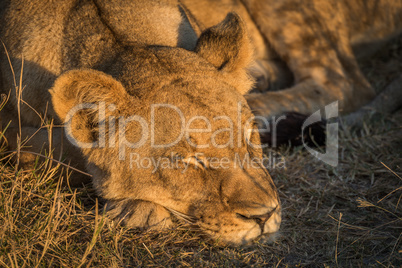 Close-up of lion lying asleep in grass