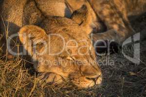 Close-up of lion lying asleep in grass