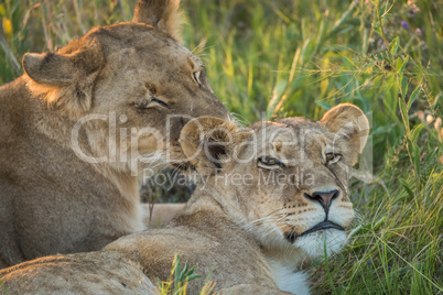 Close-up of lion licking another in grass