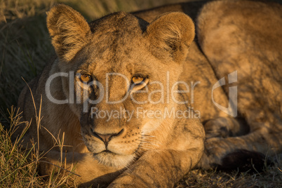 Close-up of lion lying down at sunset